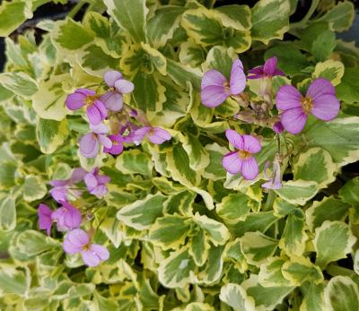 Variegated Alpine Rock Cress (Arabis ferdinandi-coburgi 'Variegata