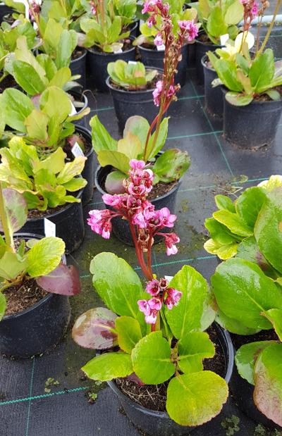 Bergenia Cordifolia Spring Fling 3l Pot Vertigrow